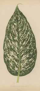 Dieffenbachia Seguina, sort Maculata af English School